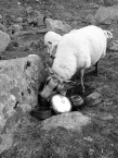 Eat up while you can Mr. Sheep